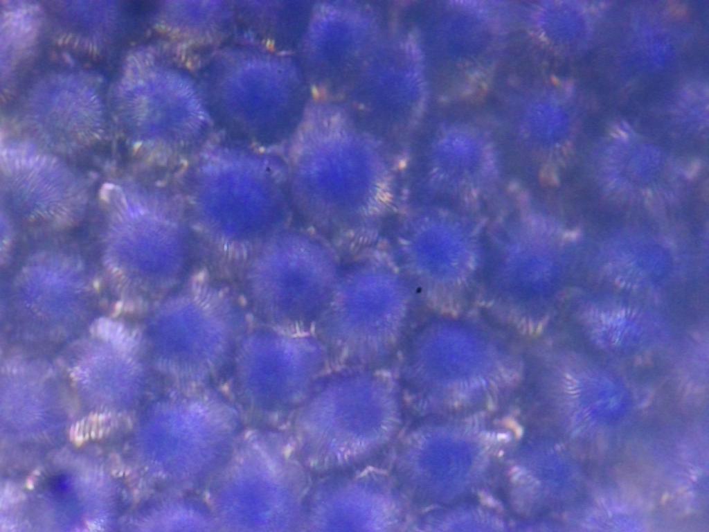 Veronica persica Veronica persica