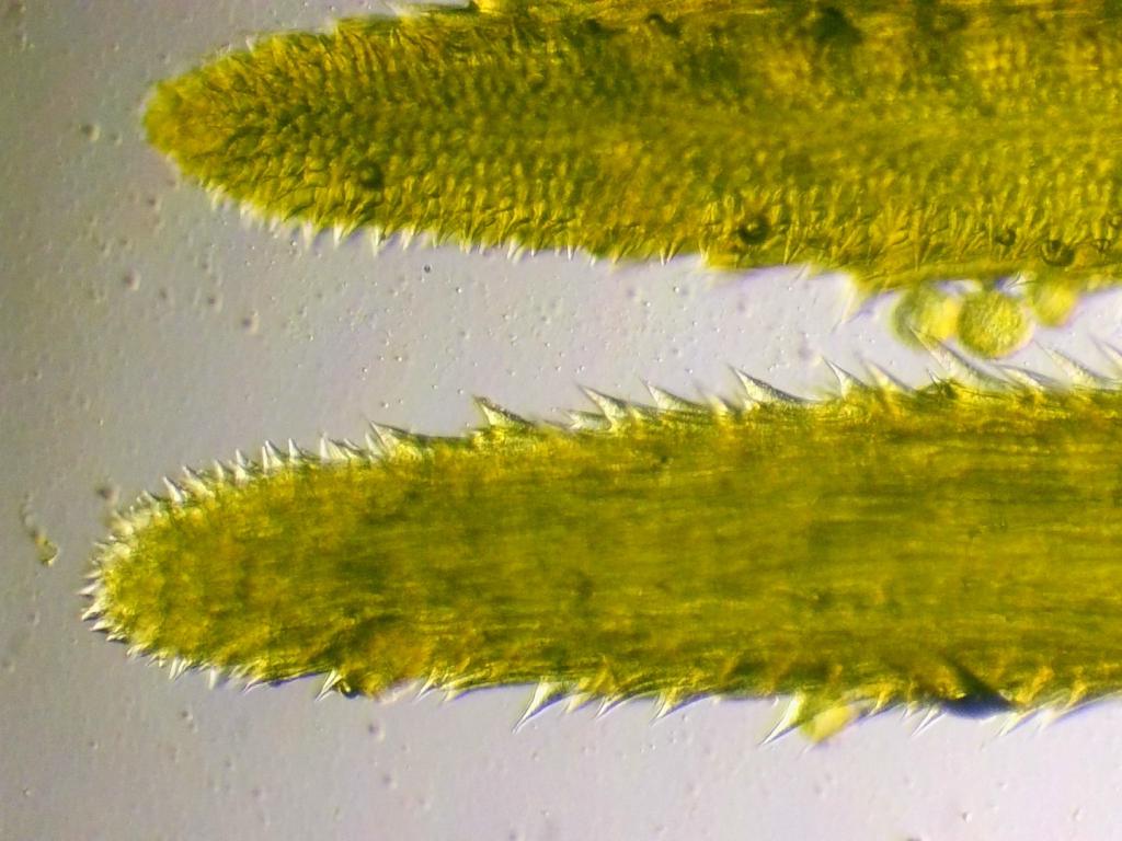 Sonchus Sonchus