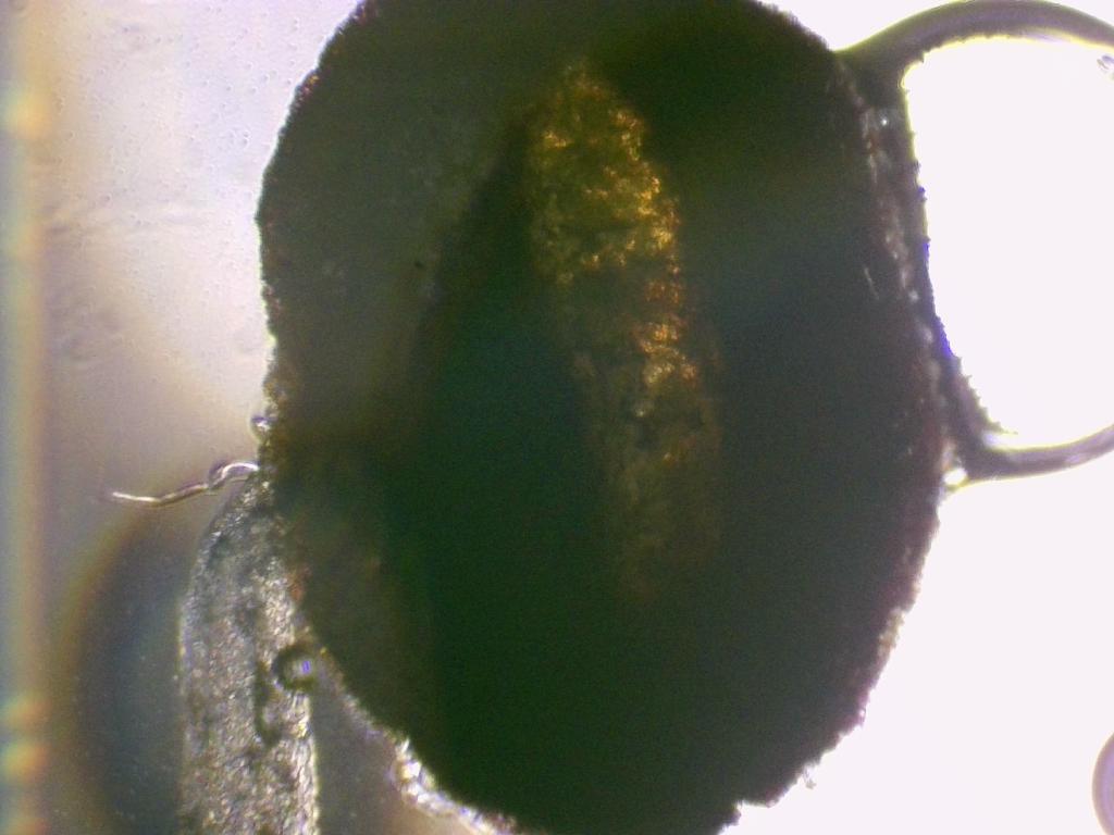 Pyrus Pyrus