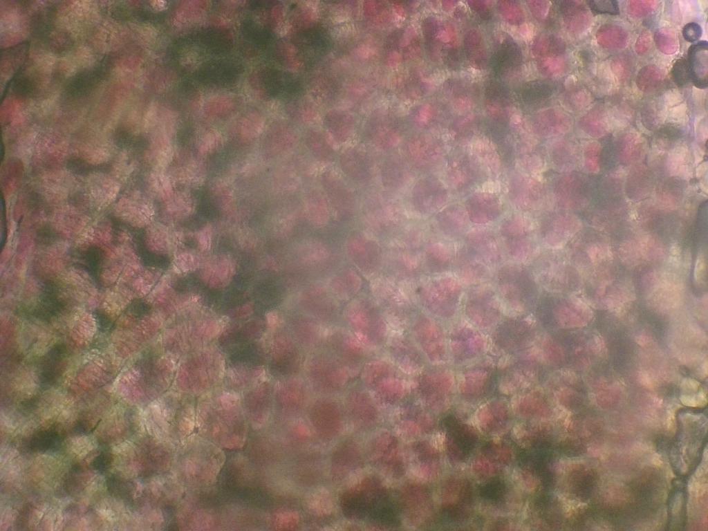 Pyrus Pyrus