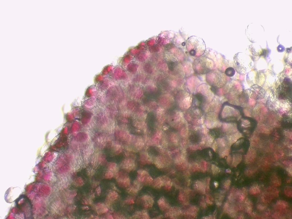 Pyrus Pyrus