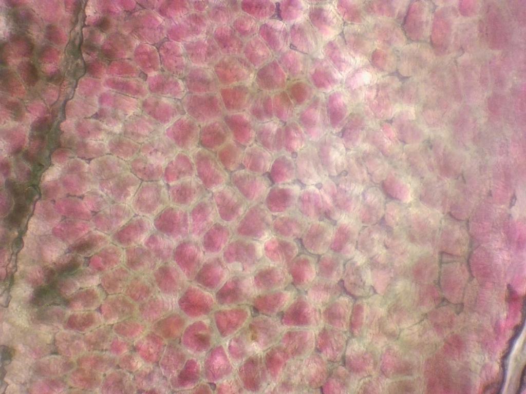 Pyrus Pyrus
