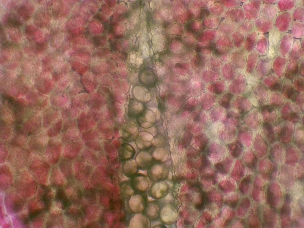Pyrus Pyrus