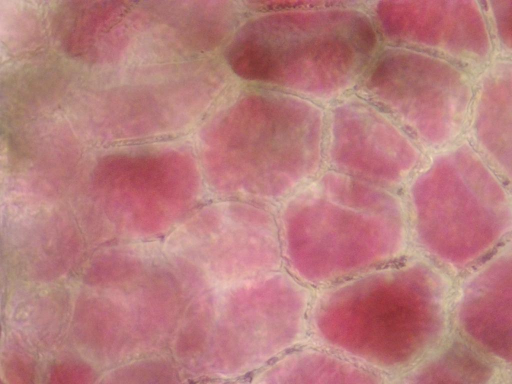 Pyrus Pyrus