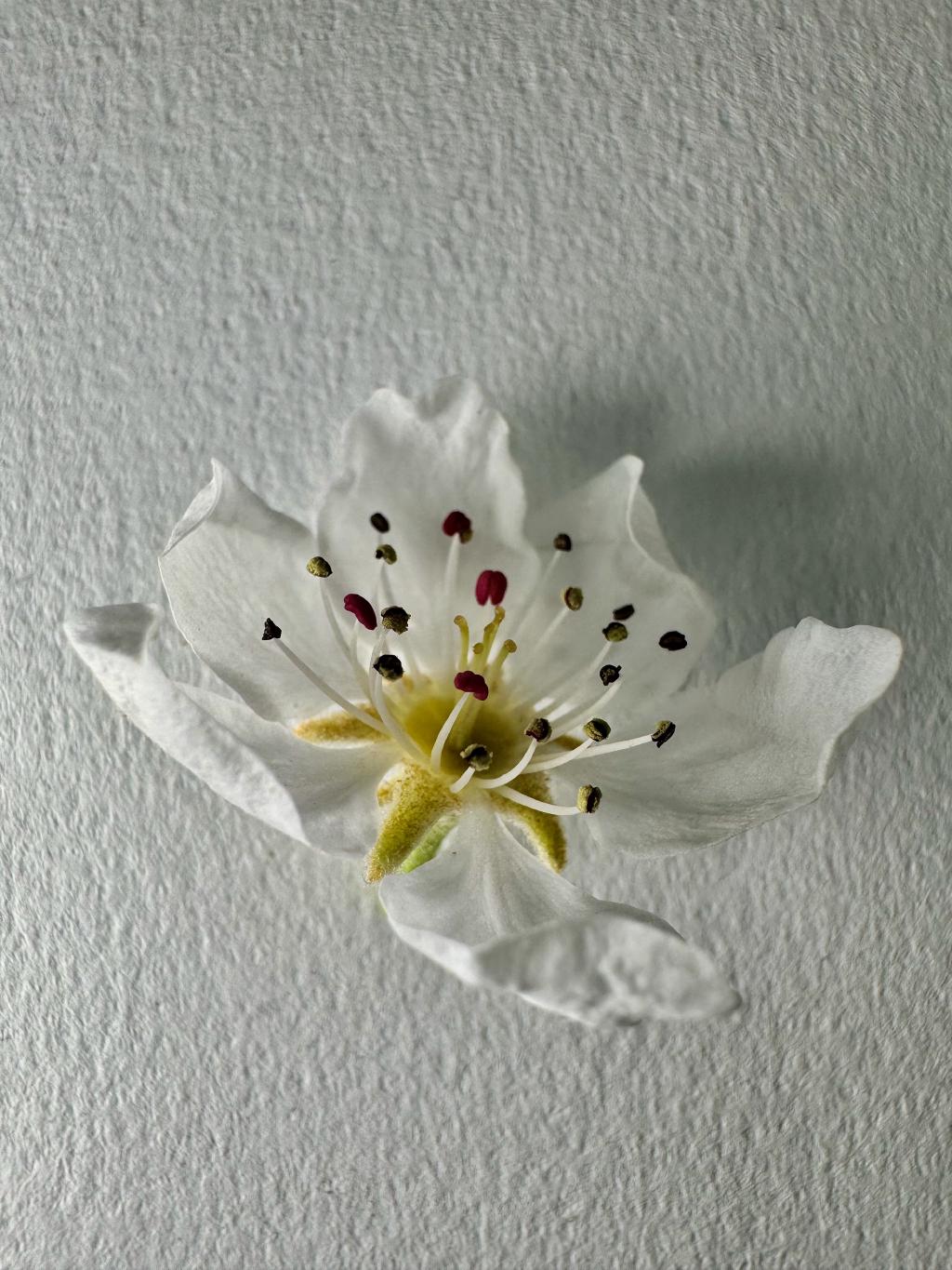 Pyrus Pyrus