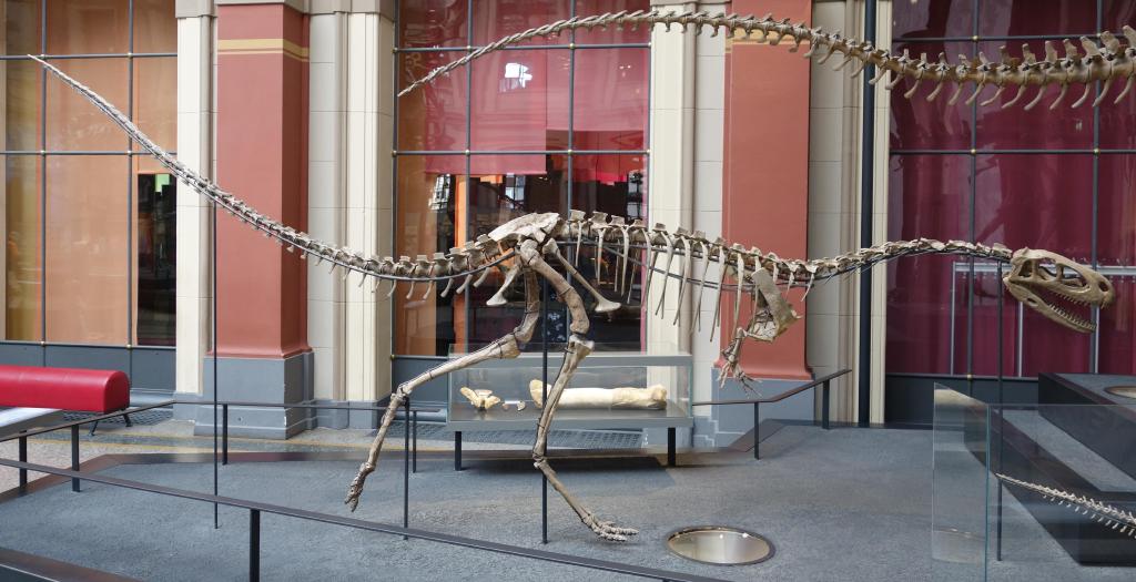 Elaphrosaurus Elaphrosaurus