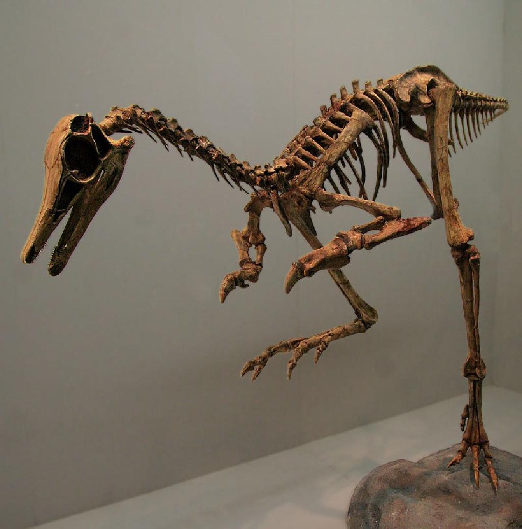 Patagonykus puertai Patagonykus puertai